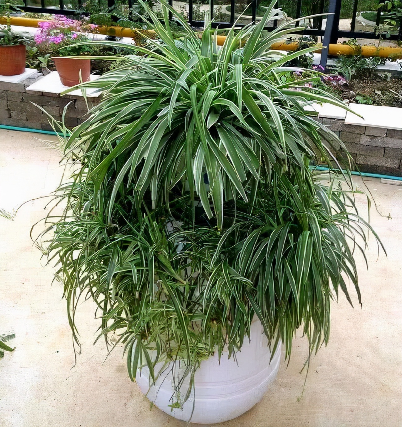 吊兰秋冬怎么样才能更旺盛(吊兰的冬季养护,有2点要注意,叶更绿更多更