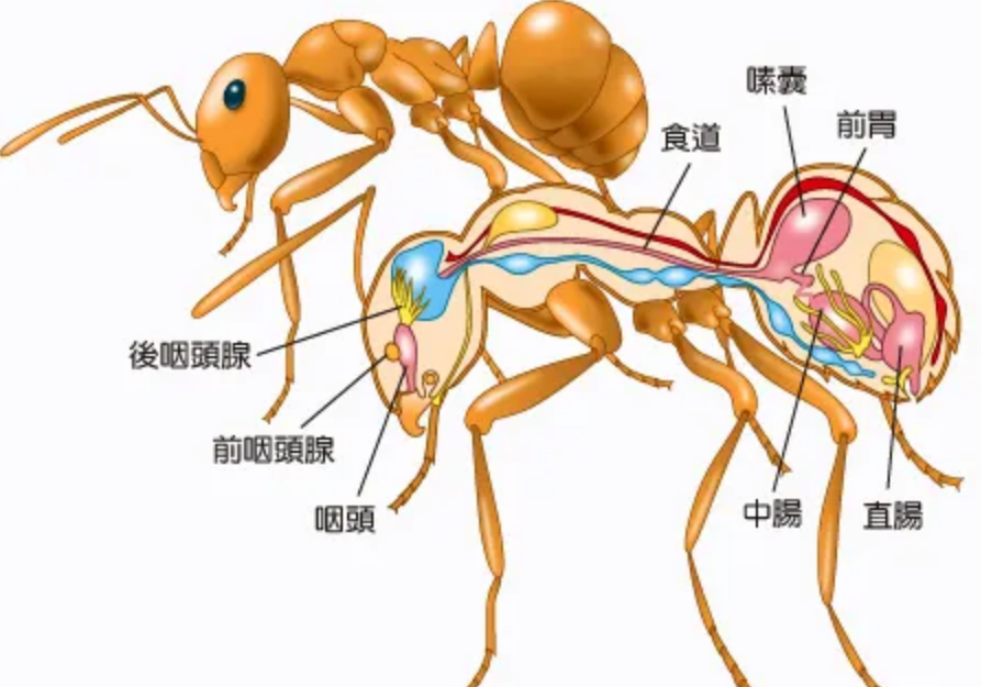 从某种意义上来讲，蚂蚁是地球上进化得最完美的生物，没有之一