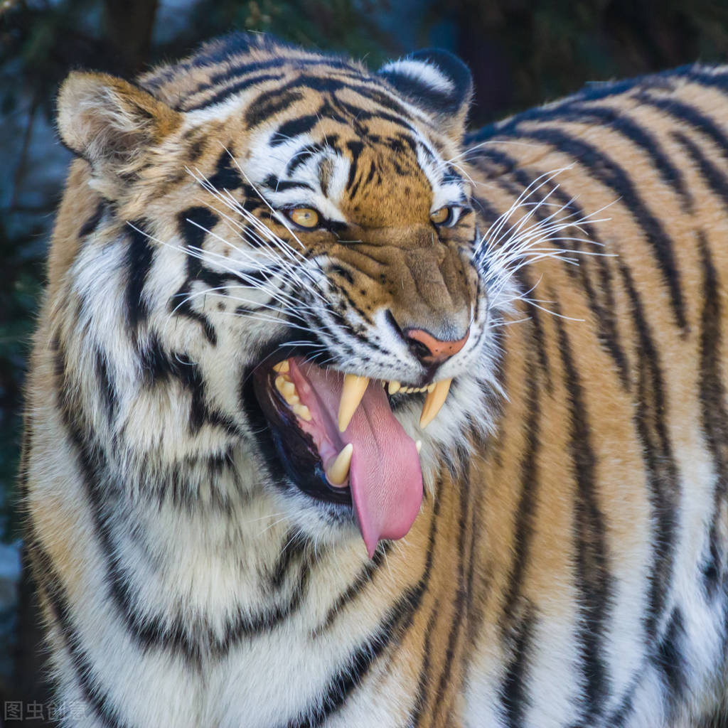 新年说虎:东北虎不仅是百兽之王,而且是尊严 威武 吉祥的象征