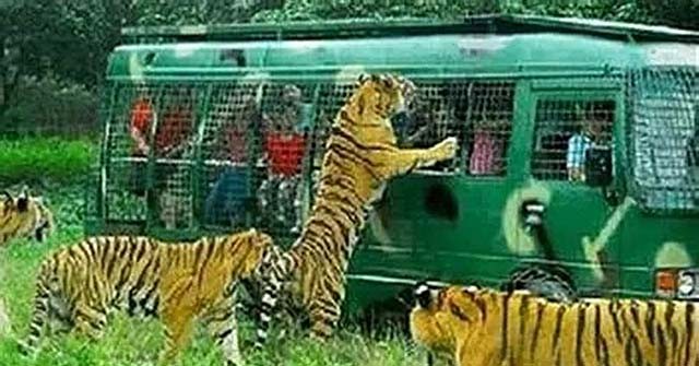 老虎咬死人（轰动一时的八达岭老虎咬人案）