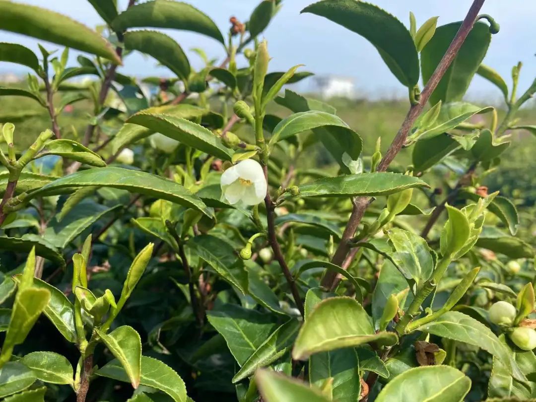 “四月限定”！不出当涂，就可以品到的人间美味