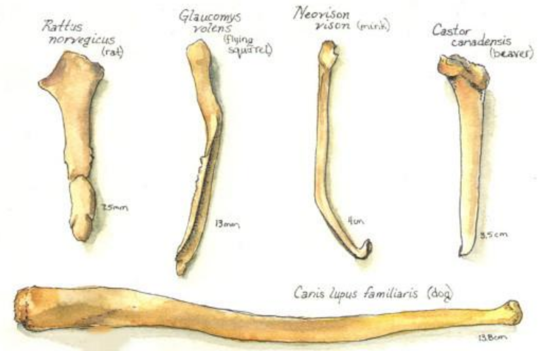 人类男性为什么会丢掉"丁丁骨"?与女性的选择密不可分