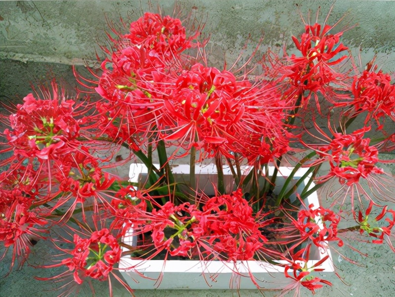 常见的“7种大毒花”，家里经常养，建议多了解，避免受伤害