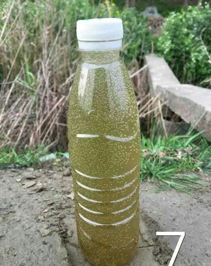 用1个矿泉水瓶快速帮你判断“藻相”好不好？
