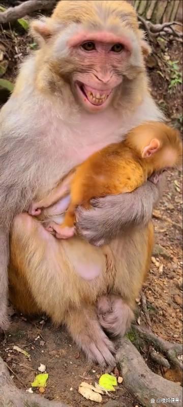 《梦华录》中为什么赵盼儿为什么总拿着扇子呢？