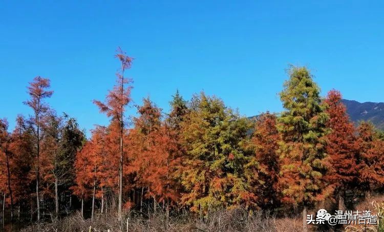 层林尽染，斑斓湖水，美如仙境的长潭湖红杉林