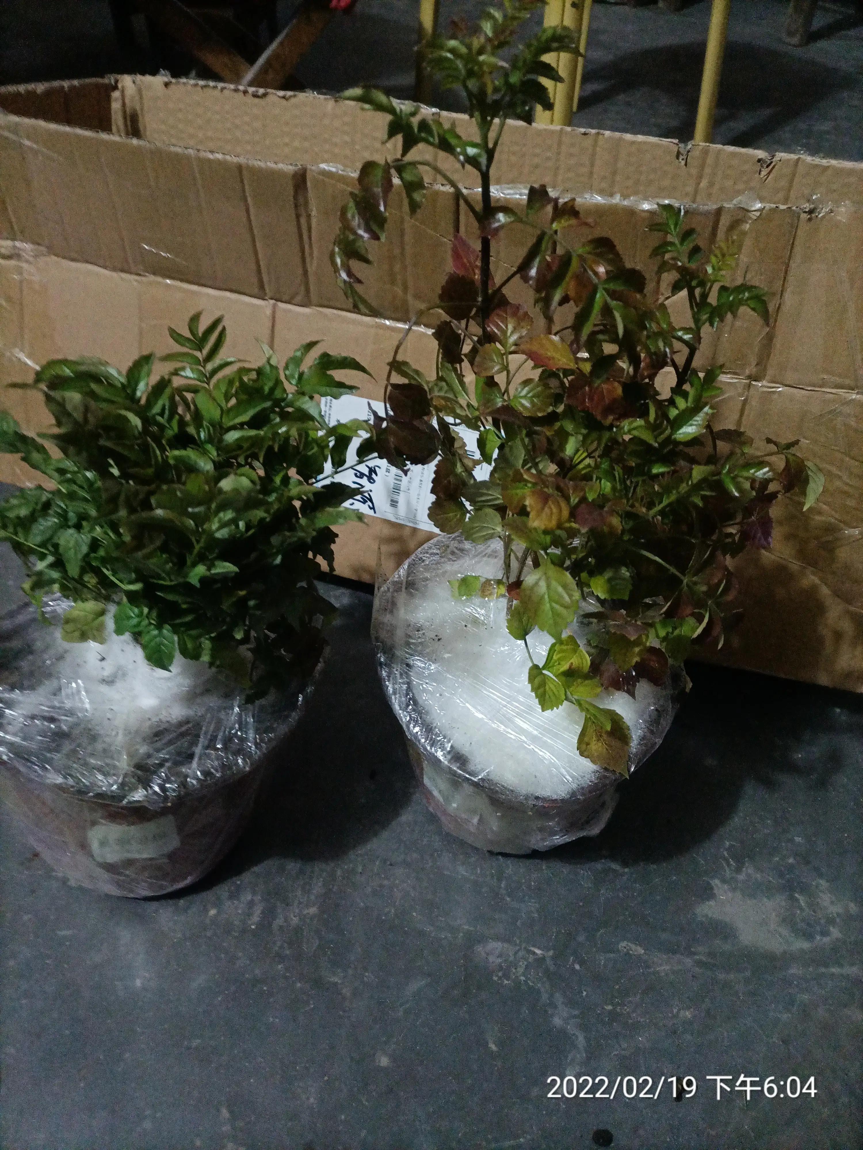 生活随笔记，快乐每一天，凌霄花