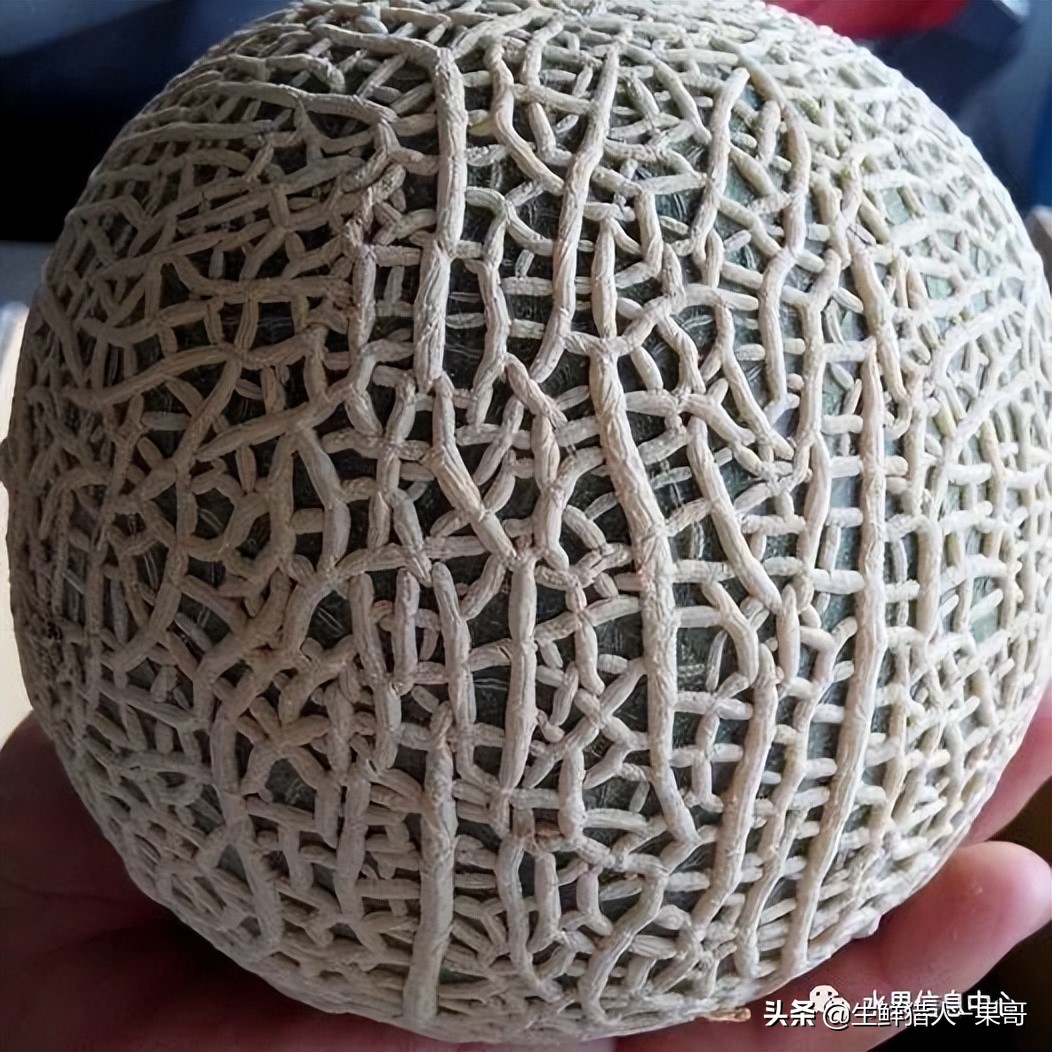 哈密瓜、蜜瓜、网纹瓜、香瓜、羊角蜜傻傻分不清？看完就明白了