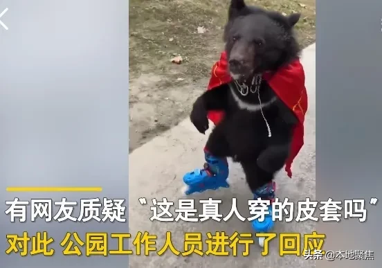 动物园内卷？江苏南通一动物园，某狗熊人气暴涨，它脑袋长得像吹风机一样