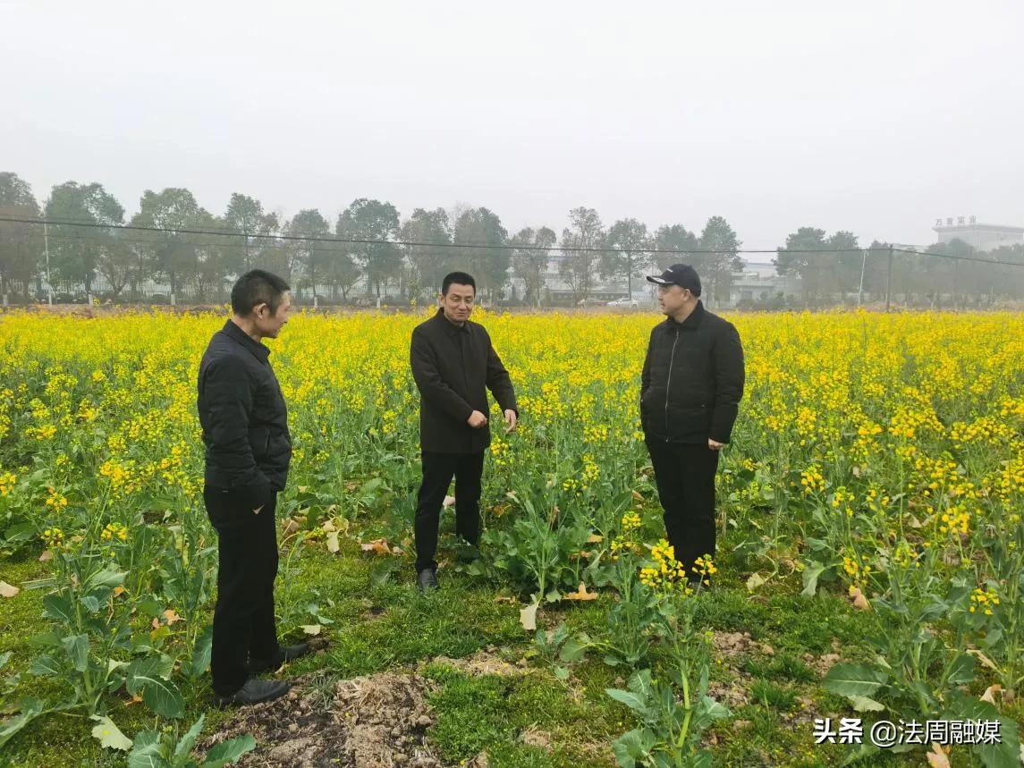 澧县：环北民湖村油肥花开了