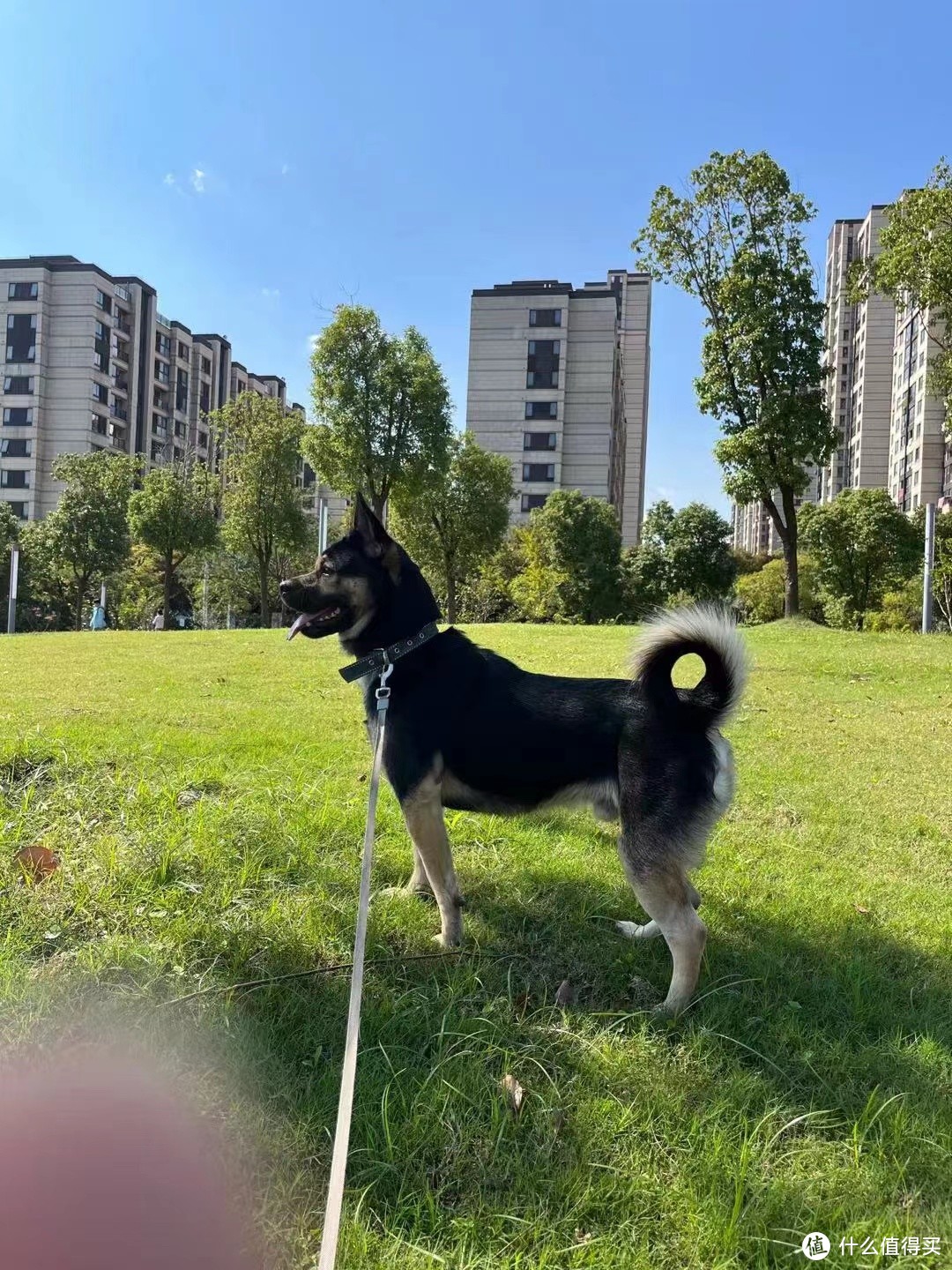 狗粮怎么选？选粮焦虑症必看！内附超详指南