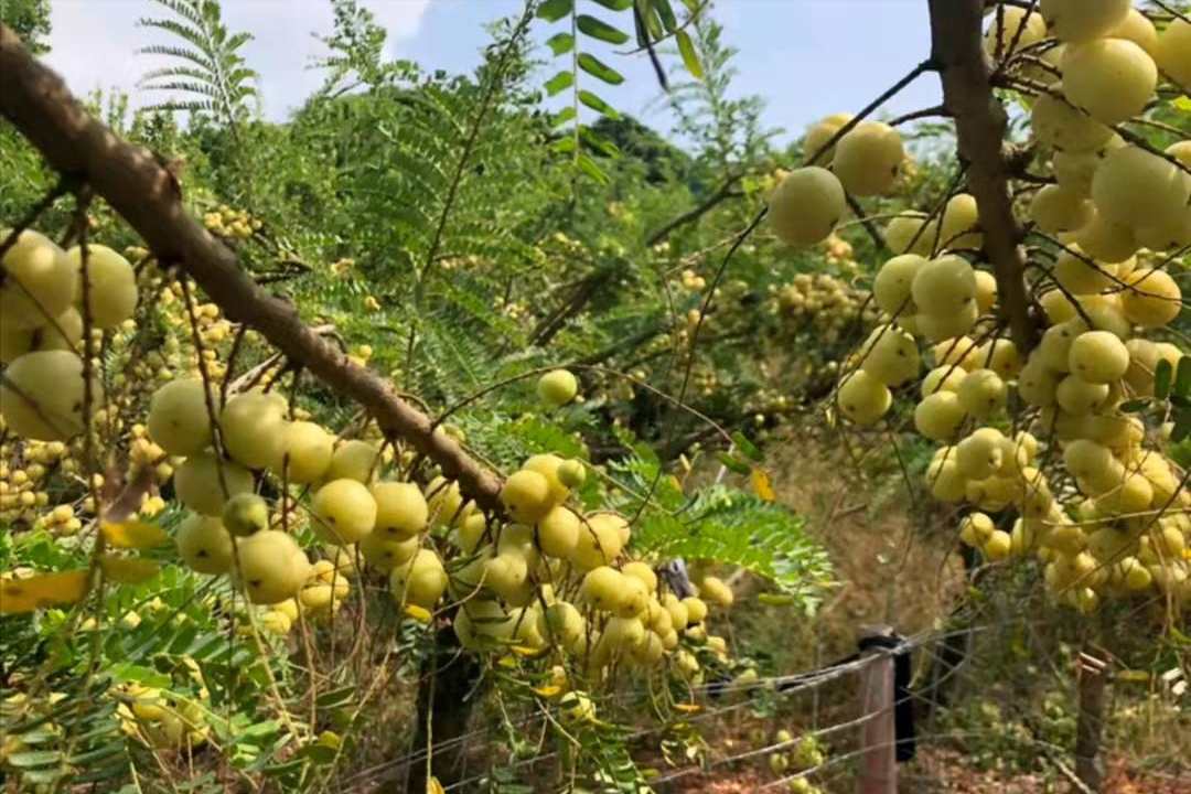 甘果怎么种 甘果的种植方法