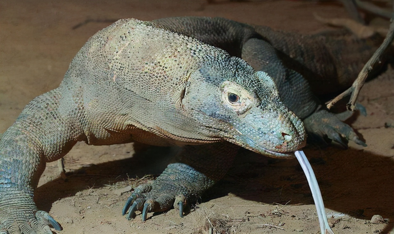 像我们熟知的壁虎就属于蜥蜴的一种,通常情况下蜥蜴的体型较小甚至