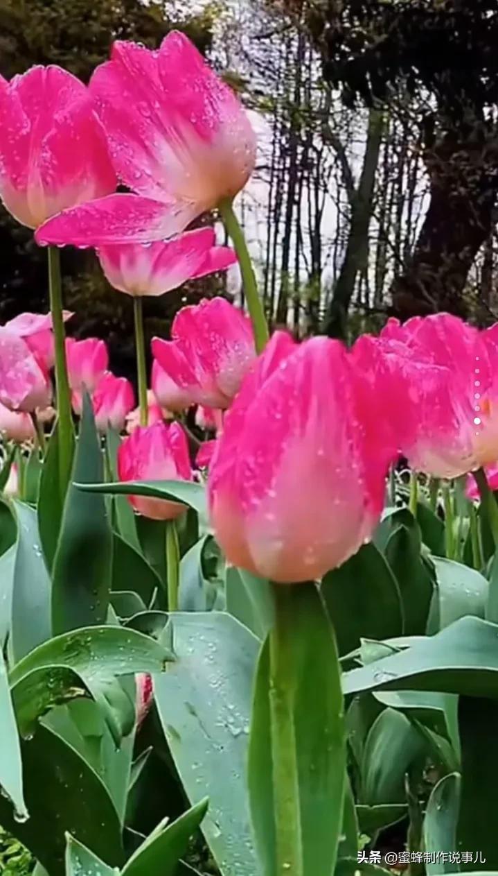 静赏花开花落，是一种随缘的自在