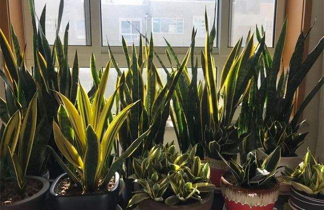 鲜花在屋里放，花旺人也旺！想要“旺人旺家”，养花首选这10种