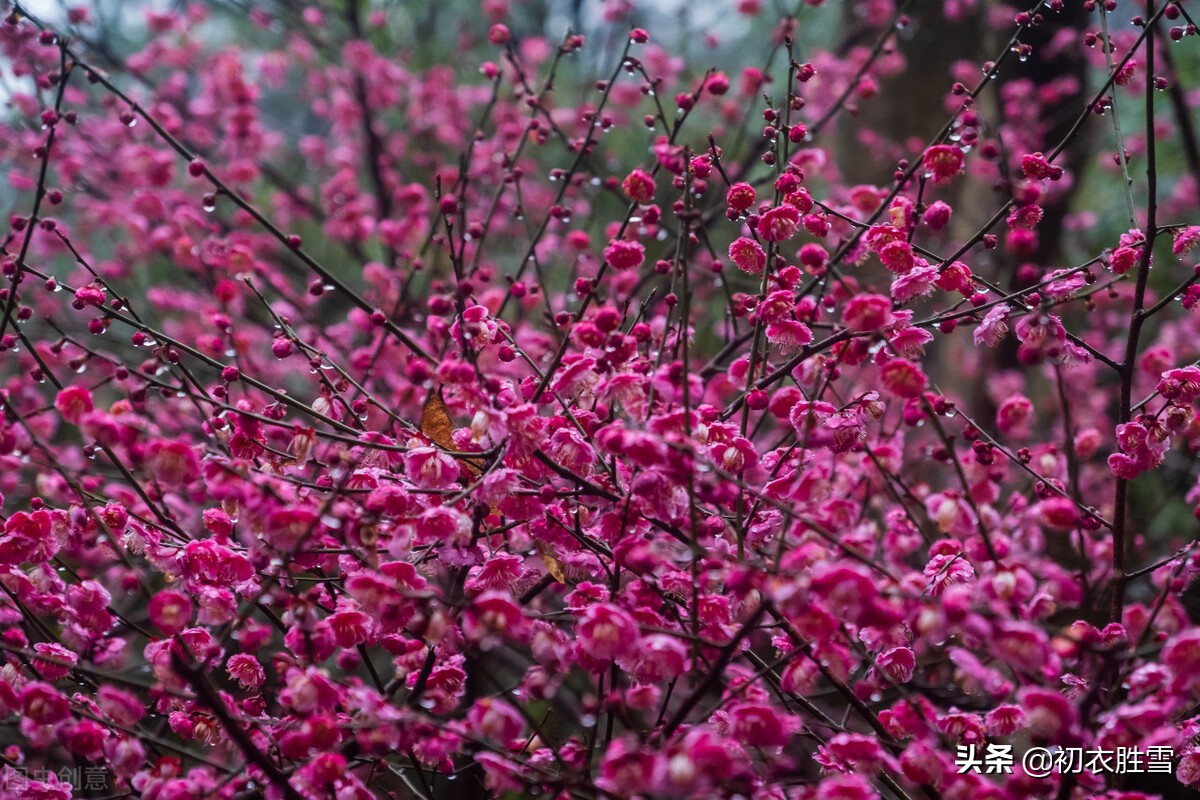 早春梅花美诗六首：开到梅花雪满轩，万花如玉月如银