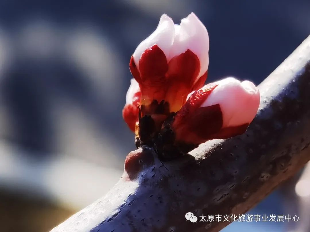 线上展览|“山河春意 锦绣太原——花的世界”主题摄影线上图片展（十六）