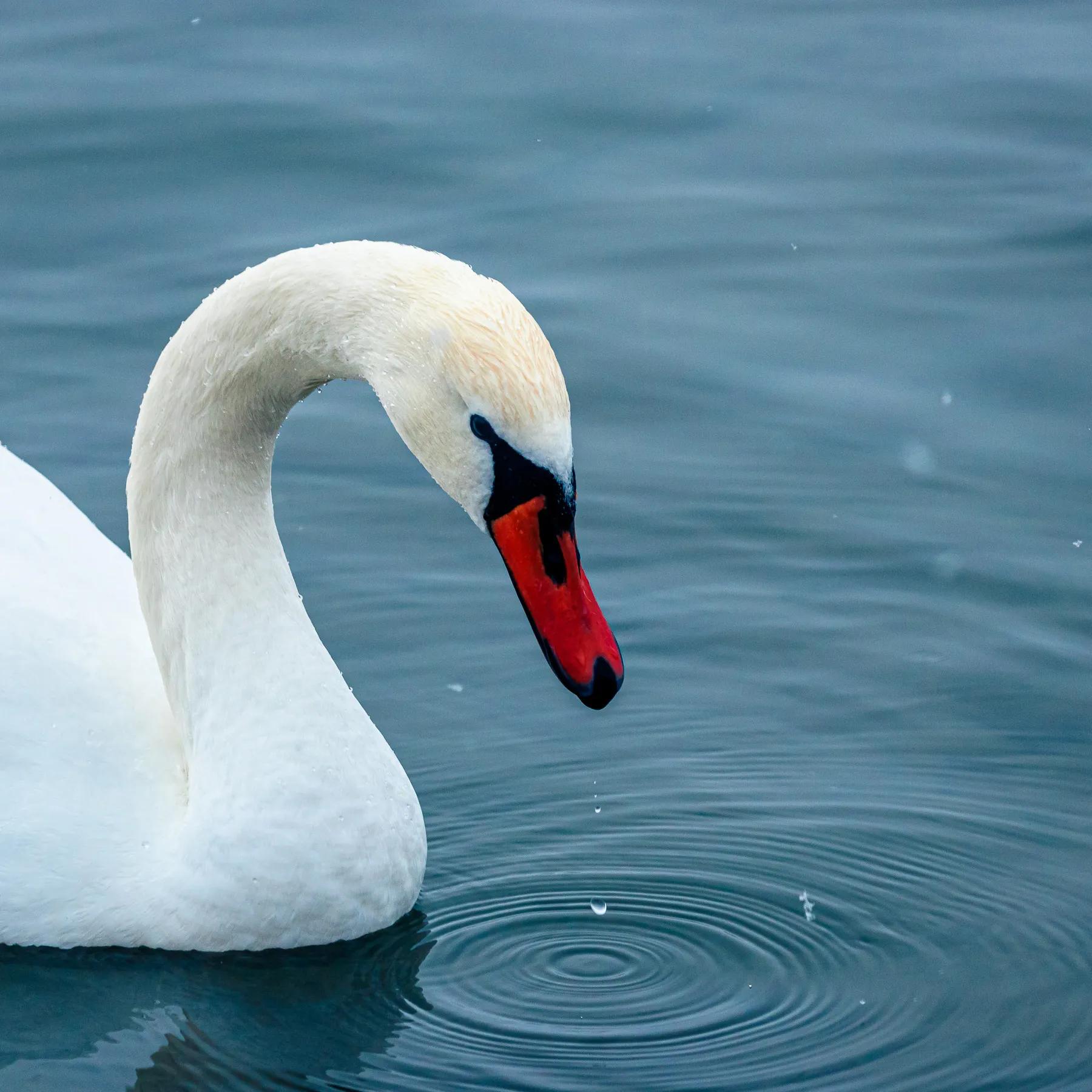 天鹅湖的故事(天鹅湖的故事完整版)-我的快乐小窝