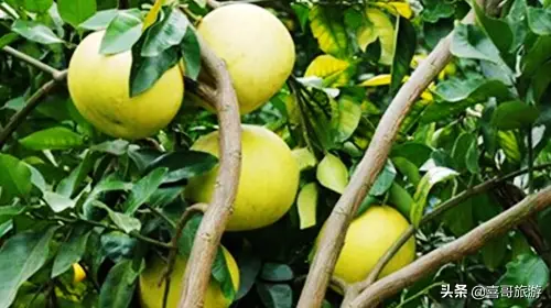 庐山特产有哪些土特产（庐山旅游特产是什么）