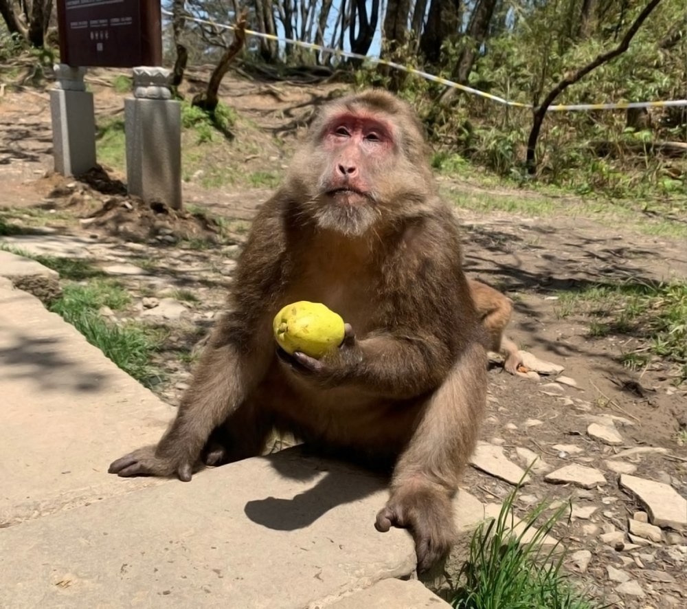 广东英德发现"大青猴",满脸络腮胡,脸会变色,胆大不怕人