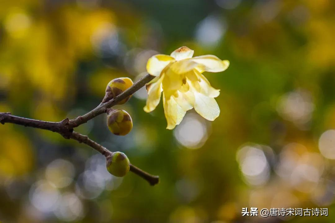 枝横碧玉天然瘦，蕾破黄金分外香