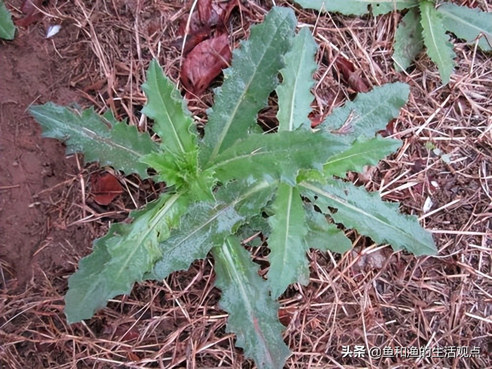 春天,在刺兒菜剛長出地面時,葉面上的刺還比較柔軟,可以做為野菜食用