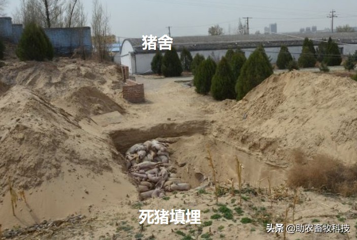 养殖场只能自己处理病死动物的3个无害化简单方法
