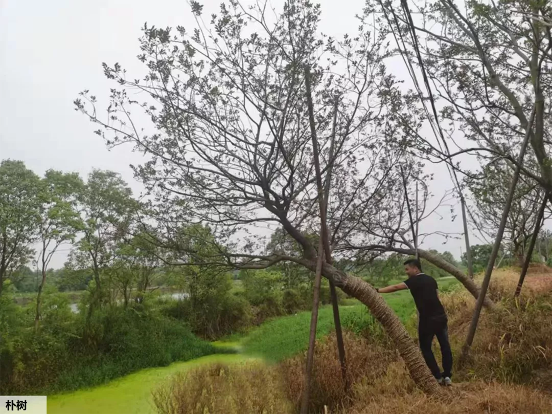 植物的姿态有哪些？