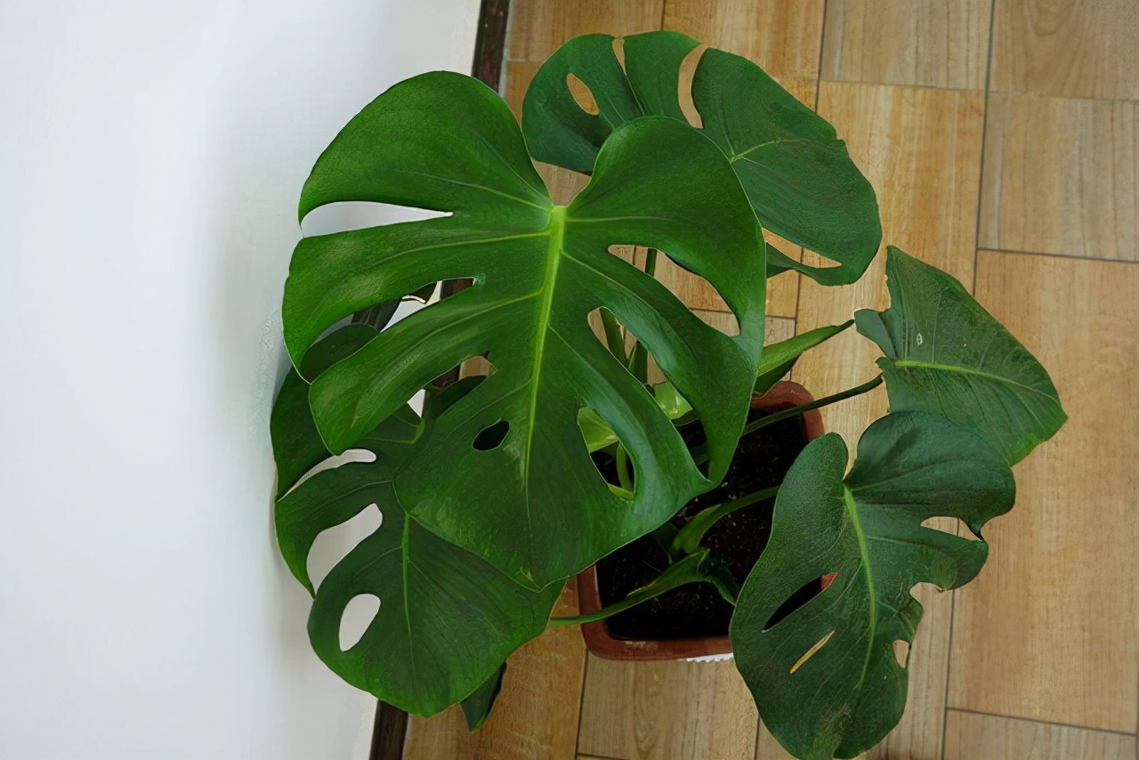 20種常見花卉綠植的習性分享，在家居環(huán)境中，也能把它們養(yǎng)出彩
