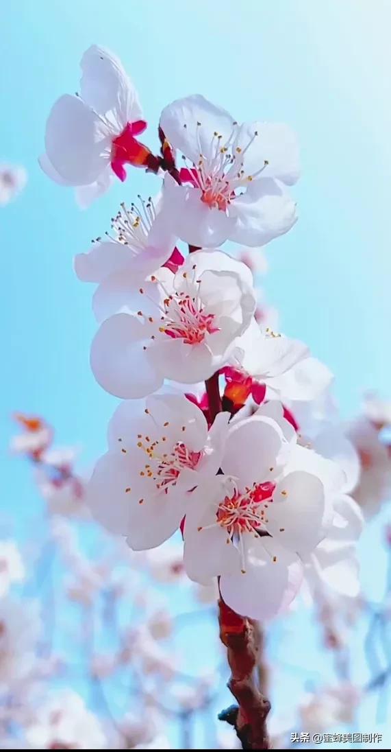 鲜花，因盛开而芬芳；风景，因走过而醉人