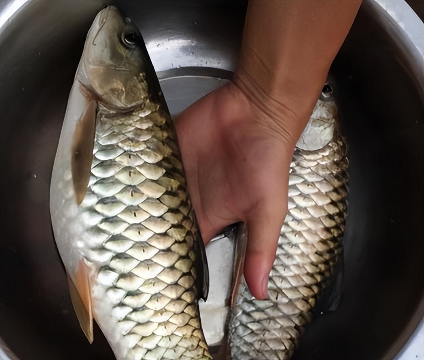 光倒刺鲃军鱼淡水鱼中的冒险王也是为数不多连鱼鳞都能吃的鱼