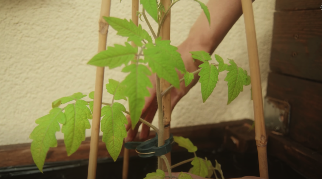 二胎妈妈改造8㎡阳台种20多种蔬菜，看了这个，我疫情还要抢菜？