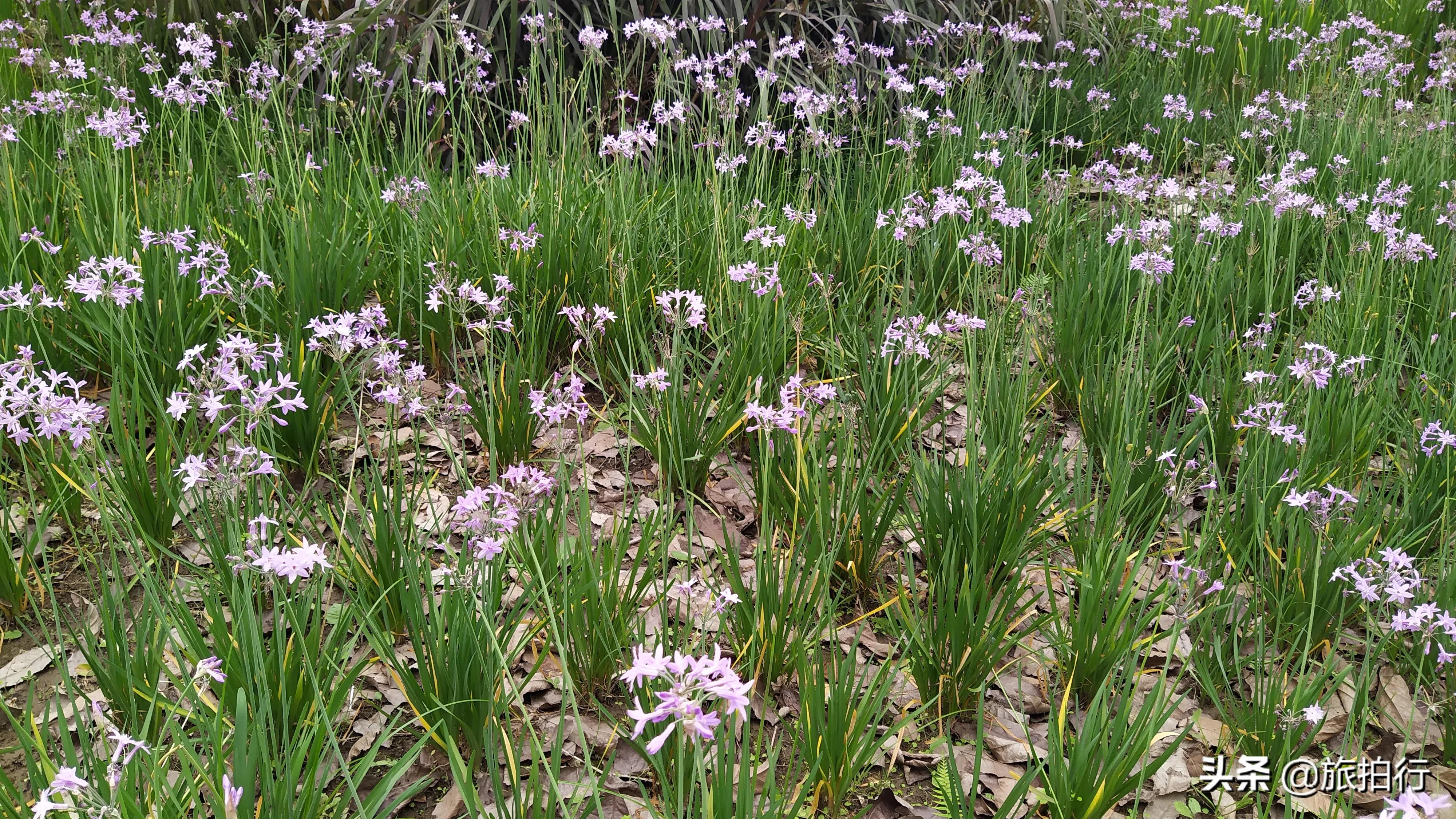 紫娇花 花朵紫粉 叶子似韭菜 天天看点