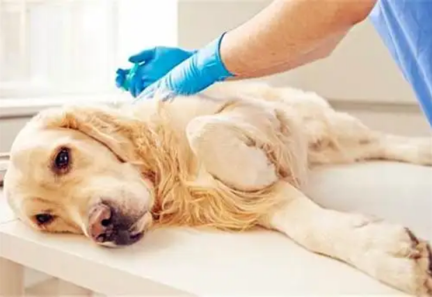 长期这样养狗，只会让狗狗寿命“越来越短”