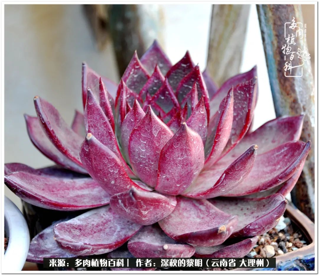 12.31 26/35 爱丽丝群----ho_晶羽科技
