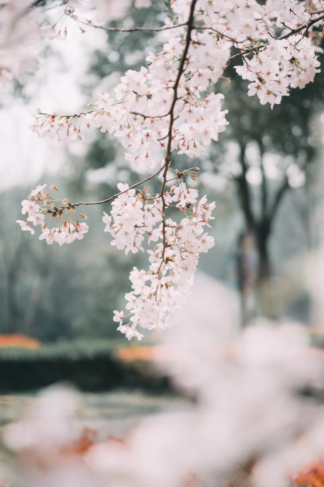 疫情难掩芳华，萌兽邀您“云赏花”