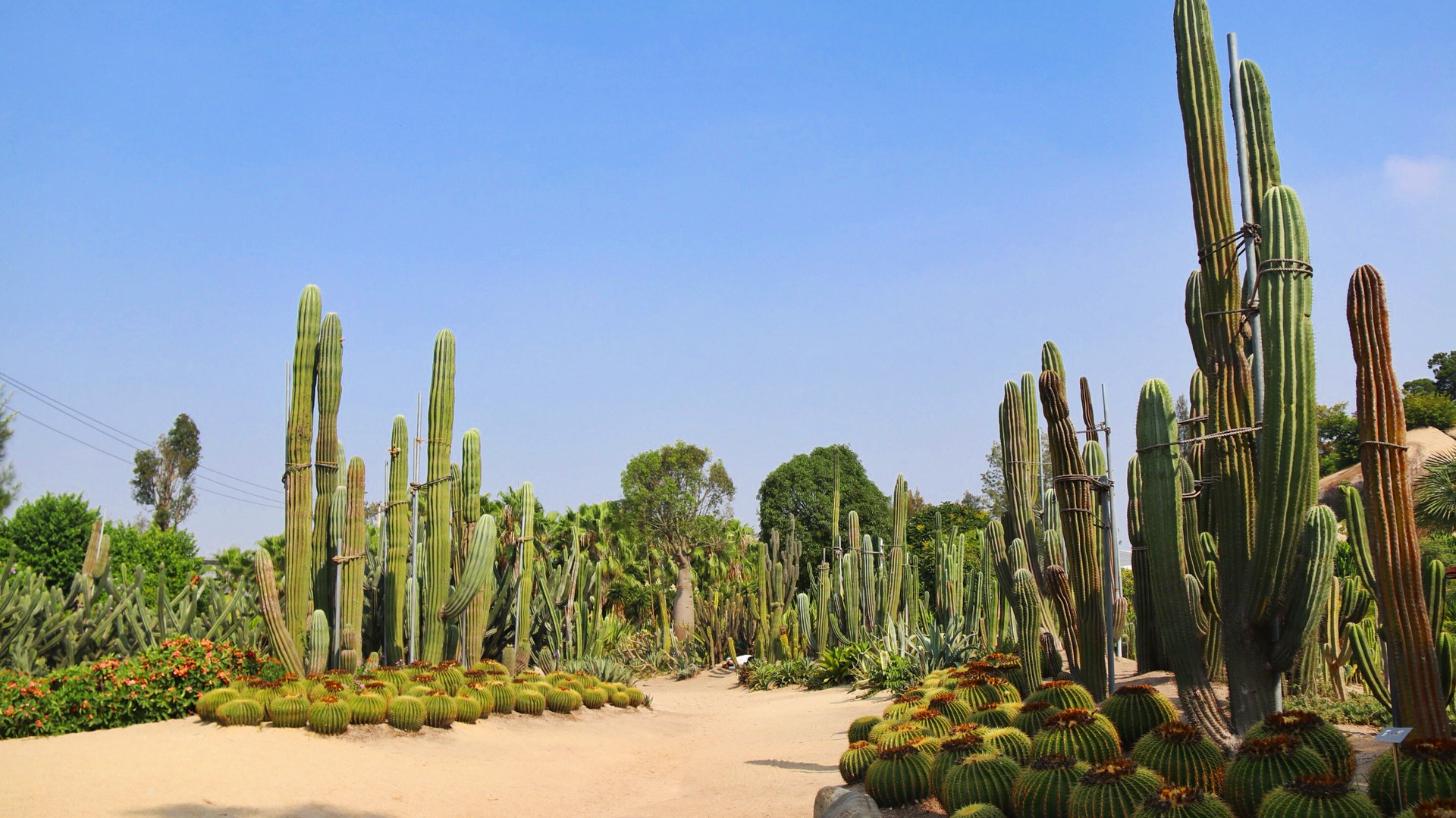 厦门万石植物园好玩吗(最全厦门万石植物园游玩攻略)