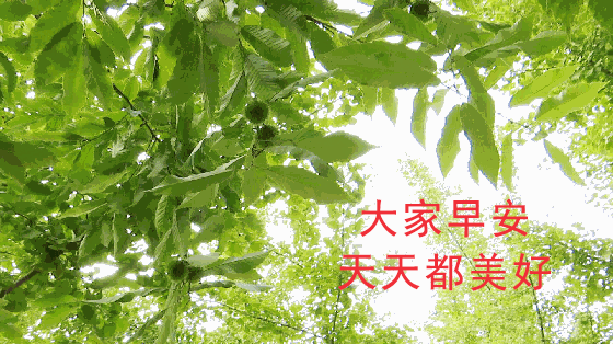 今日清晨早上好问候动态表情包图片 笑看昨日，珍爱今日，期待明日图片