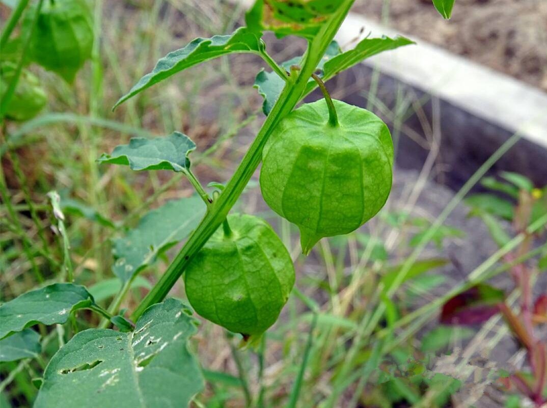 植物世界丨身邊常見的40種入侵植物,有的極具危害,一定要注意