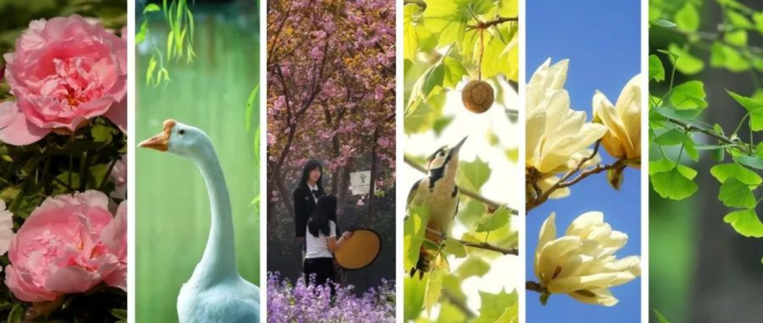 为什么可以报考河北师范大学？