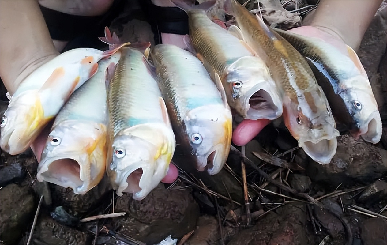 被称为"鱼中极品"的马口鱼,生长快繁殖力强,为何如今少见了?