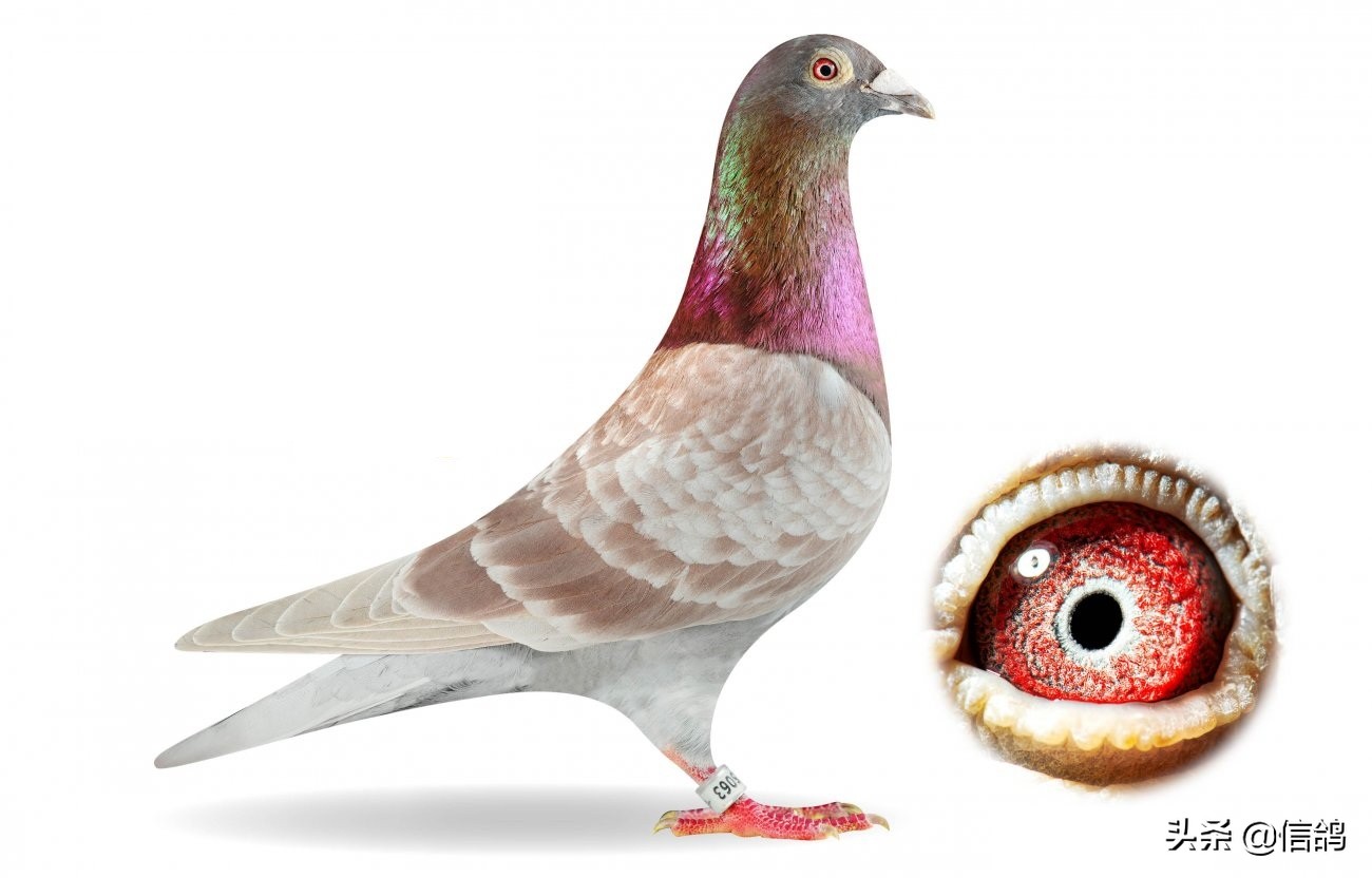 2020世界杯专赛足环(到手的鸭子飞了!