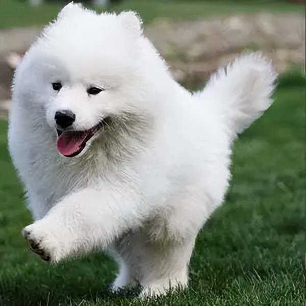 萨摩耶是一只非常可爱的狗狗,它的外表白花花的,给人就是一种非常漂亮