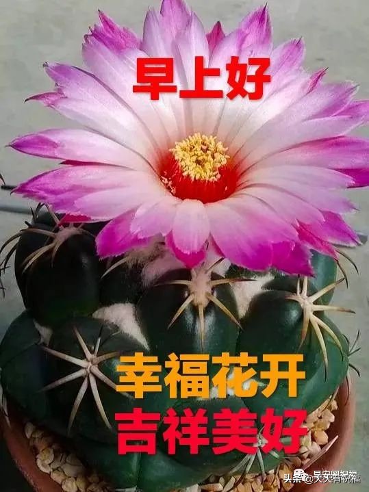 唯美暖心祝福短句图片(清晨唯美漂亮祝福图文短句)