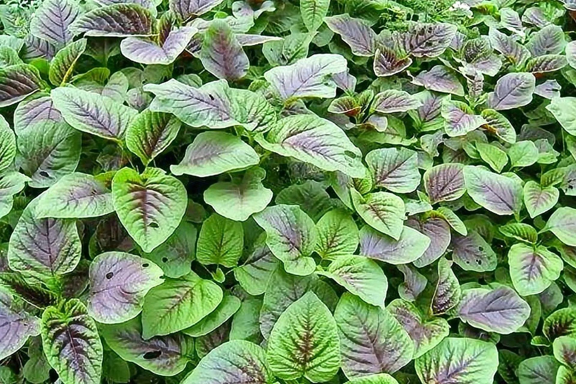 喜欢农村野菜的朋友注意，6到7月正该吃这种野菜，有吃鸡蛋的感觉