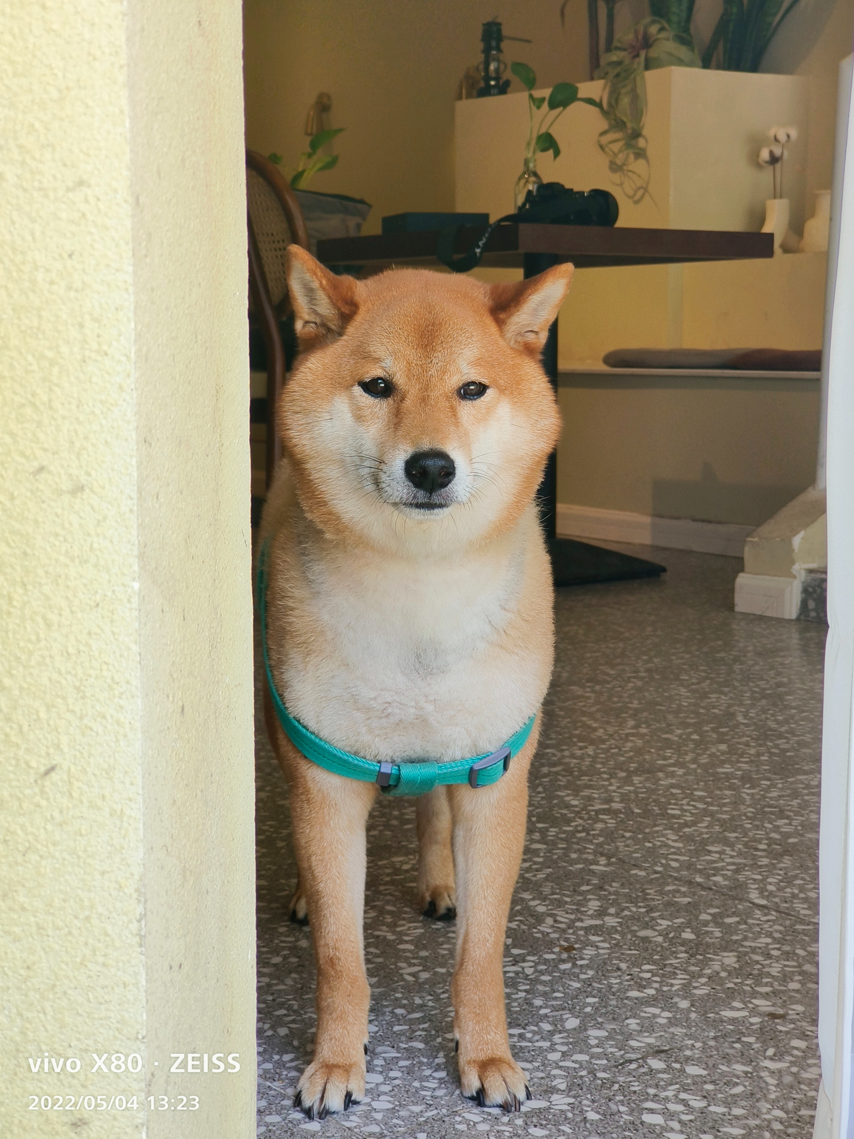 标准版也有Pro实力，天玑9000+蔡司影像加持，vivo X80上手实测