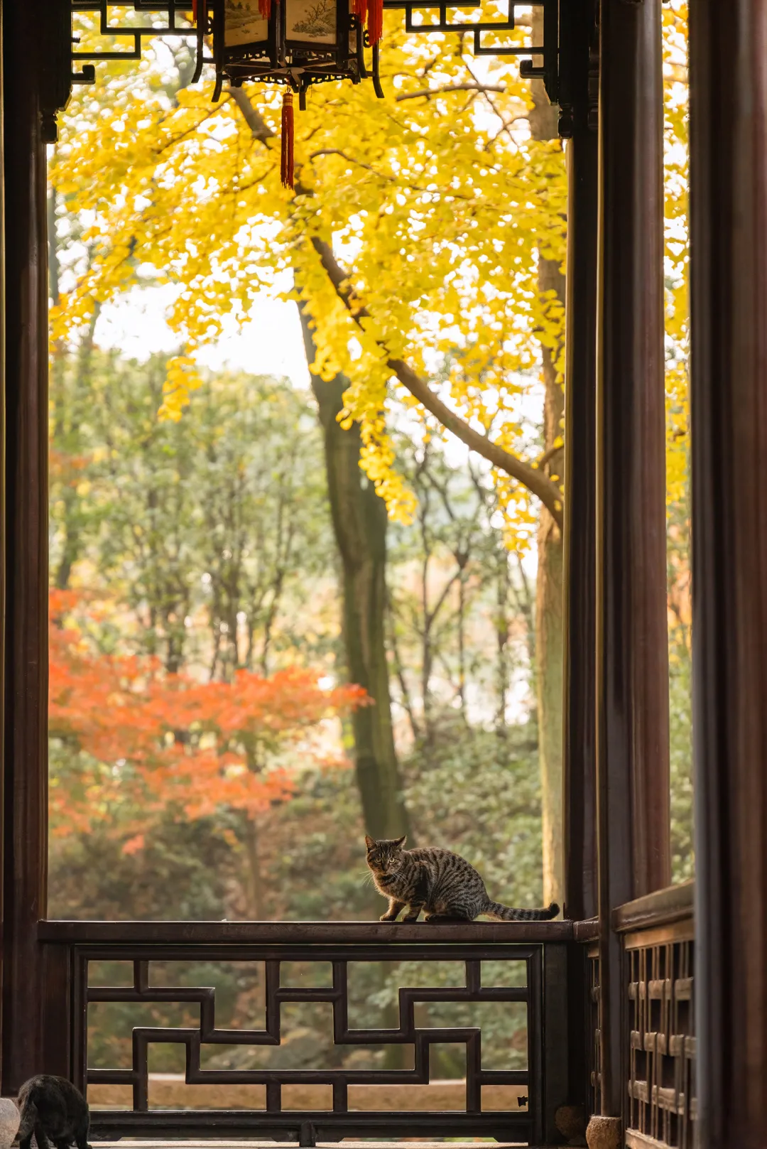 苏州园林特辑 | 待春暖花开之时，相约绝色江南，来一场寻梦之旅