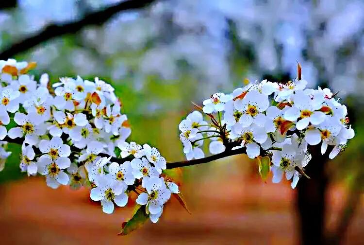 清明时节，棠梨花开