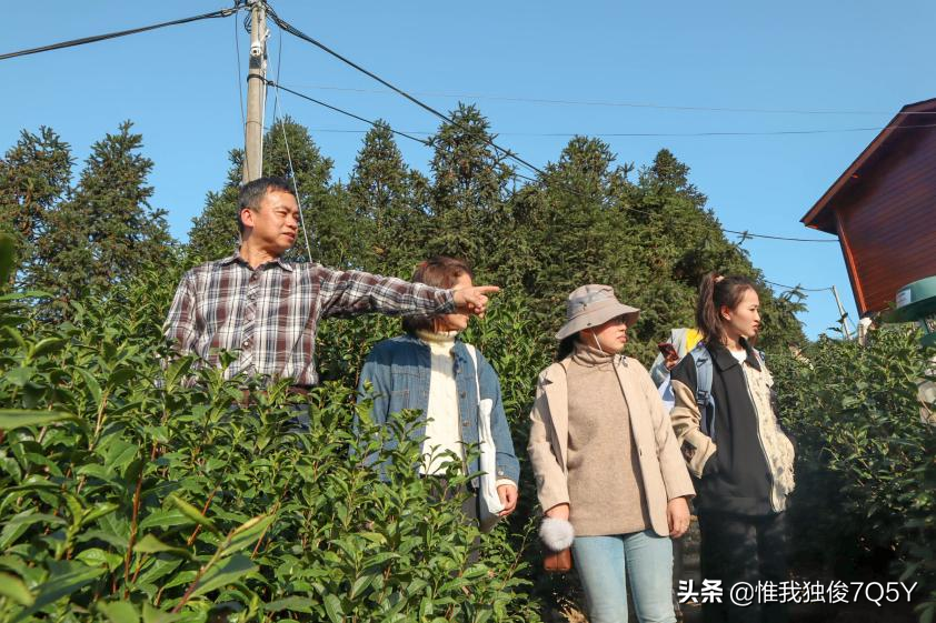 浙江丽水学院“习茶悟道”团队赴黄寮开展茶产业调研活动