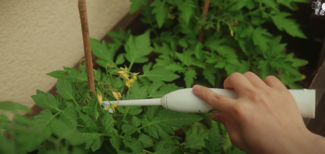 二胎妈妈改造8㎡阳台种20多种蔬菜，看了这个，我疫情还要抢菜？